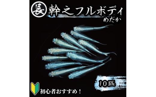 129-4 魚介 魚類 魚 幹之フルボディ 10匹 めだか 飼育 初心者 おすすめ 水槽 インテリア 生物 鑑賞 美 静岡県 牧之原市 丸長