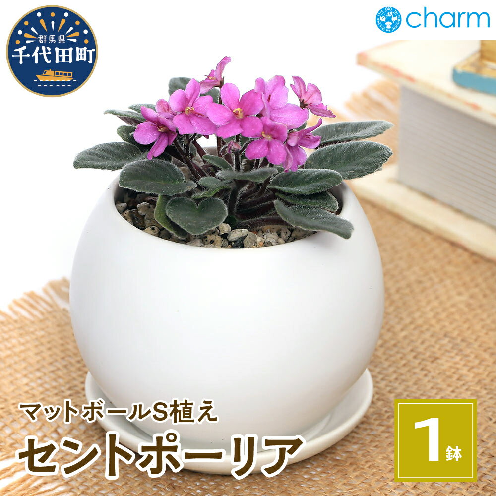 【ふるさと納税】セントポーリア マットボールS植え (1鉢) 群馬県 千代田町 多肉植物 インテリア ナチュラル かわいい リラクゼーション 室内栽培 プレゼント 贈答用 お祝い 送料無料 趣味 家 ライフスタイル 人気 オススメ 初心者 玄関リビング 株式会社チャーム