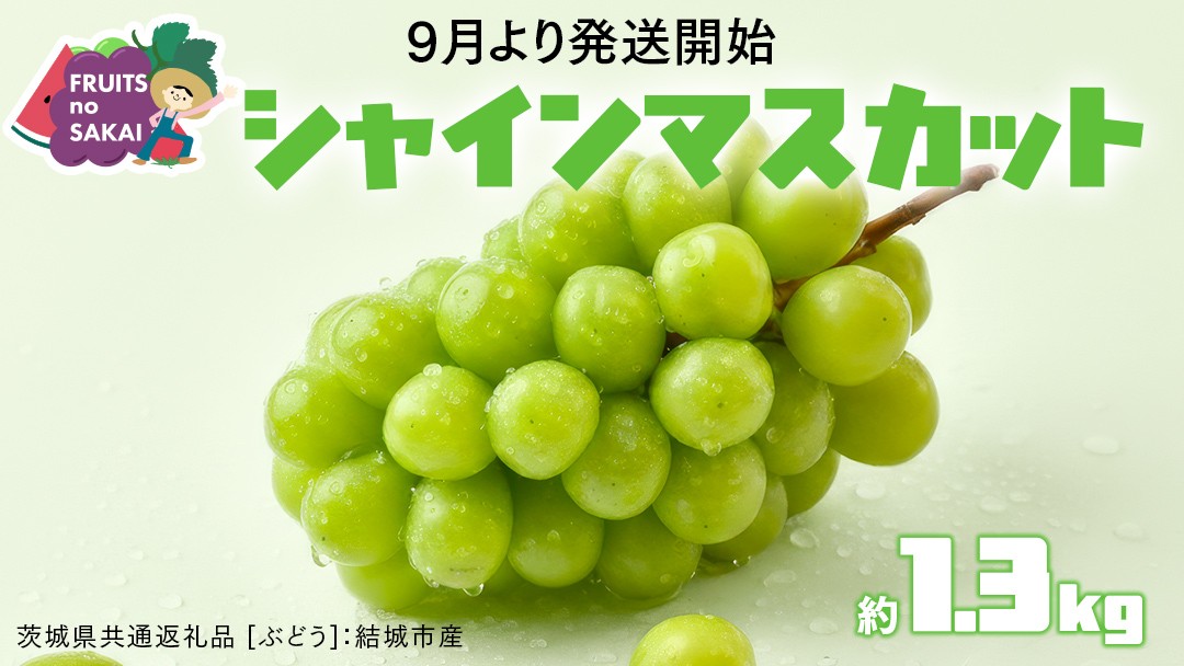 
                  シャインマスカット 1.3kg （2房）【2026年9月より発送開始】（茨城県共通返礼品 [ぶどう]：結城市産） 葡萄 マスカット 旬 お取り寄せ フルーツ 種なし 皮ごと 甘い デザート
                