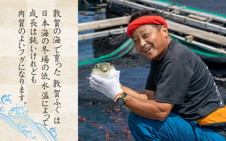 敦賀ふぐ 調理済セット 1尾分（約600g）てっちりやしゃぶしゃぶなどに【海鮮 冷凍 鍋 なべ 唐揚げ 薄造り ふぐ鍋】[041-a007]