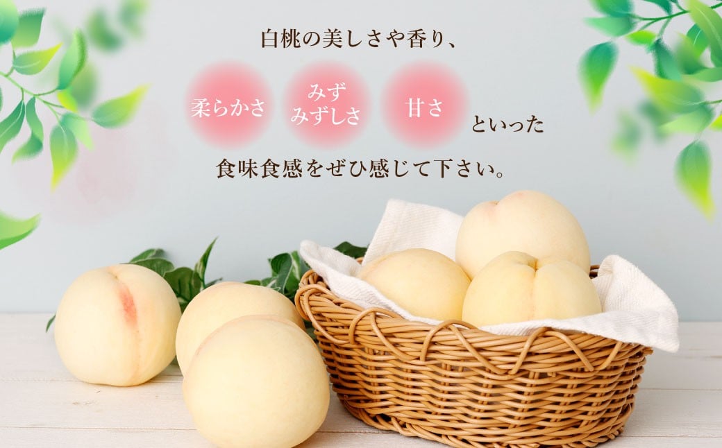 【訳あり】岡山白桃（家庭用）1.2kg以上  サイズ不揃い