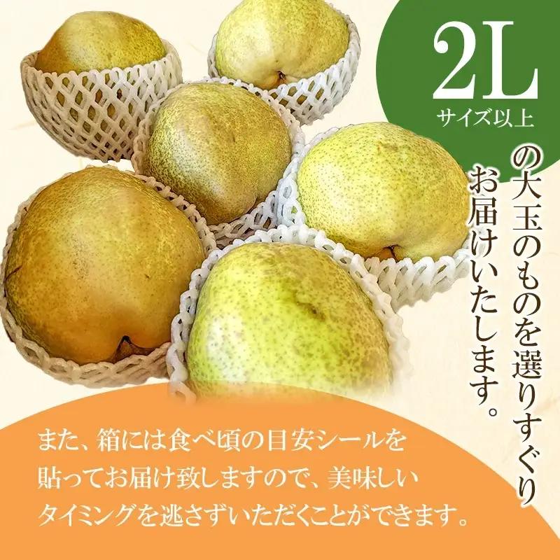 【令和8年産先行予約】ラ・フランス　約3kg 2L以上（秀品）　山形県鶴岡市　庄内産直センター　| ラフランス 洋梨 洋なし 果物 くだもの フルーツ 旬 産地直送 期間限定 人気 美味しい お取り寄