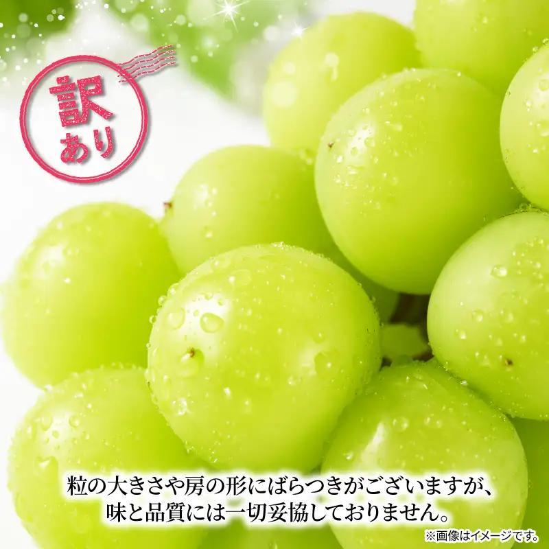 訳あり シャインマスカット × マスカット・ノワール （ 種なし ） 1房 450g 以上