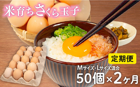定期便 卵 50個 × 2ヶ月 ( たまご 45個 + 割れ補償 5個 ) 2回 Mサイズ Lサイズ 混合 定期便 国産 米育ち さくら玉子 さくら卵 鶏 さくら コクのある 濃い 卵黄 風味 とれた