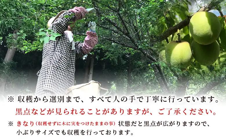 ＜愛媛県西予市産 青梅 約5kg＞ うめ ウメ あおうめ アオウメ 梅干し 梅ジュース 梅ジャム 梅シロップ 梅酒 手作り 家庭用 ご自宅用 えひめ活き生きファーマーズ 愛媛県 西予市【常温】『202