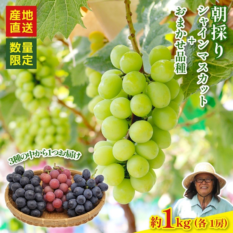 
                  【2026年8月以降発送 先行予約】シャインマスカット 1房 おまかせ品種 1房 （マスカットノワール クイーンニーナ ナガノパープル）約1kg 産地直送 数量限定 マスカット ぶどう フルーツ 果物 国産 静岡県 藤枝市
                