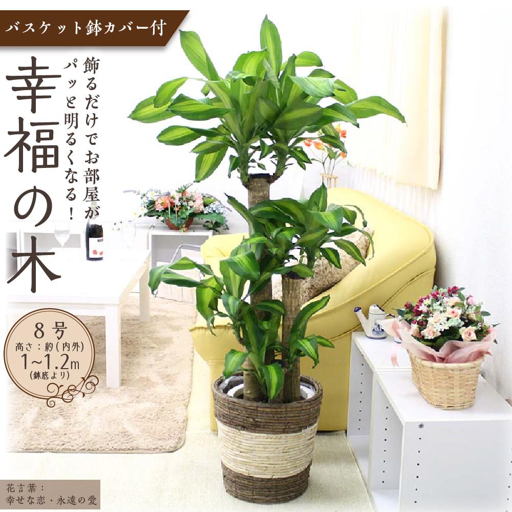 【ふるさと納税】＼2025年4月以降発送／【観葉植物】幸福の木 8号 ストライプバスケット鉢 | 楽天ふるさと 納税 観葉植物 植物 グリーン 緑 インテリア 室内 リラックス マイナスイオン 自然 おしゃれ オシャレ 癒し プレゼント ギフト 鉢付 筑前町 送料無料
