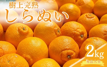 【先行予約】希少な樹上完熟　しらぬい（不知火） 秀品大玉 約2kg(6個) 2026年2月末～2026年4月中旬頃に順次発送予定（お届け日指定不可）/ 和歌山 みかん しらぬい 不知火 【kiy001】