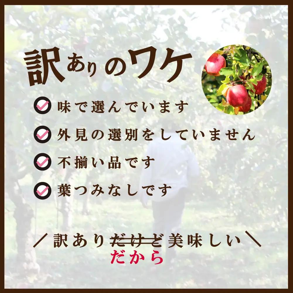 新地町産 りんご サンふじ 訳あり 約3kg 1箱 | 果物 くだもの リンゴ フルーツ 旬 産地直送 農家直送 食品 人気 おすすめ 送料無料 お取り寄せ 福島県 新地町 訳アリ わけあり 葉とらず