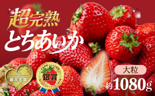 いちご 選手権金賞農園の厳選&完熟&朝摘み とちあいか 大粒 約270g × 4パック 合計 約1080g【1月以降発送】| いちご イチゴ 苺 とちあいか とちおとめ 第2回いちご選手権金賞 ブランドいちご ストロベリー 完熟 甘い あまい 果物 フルーツ くだもの 旬 産地直送 栃木県産 鈴木ファーム 栃木県 茂木町