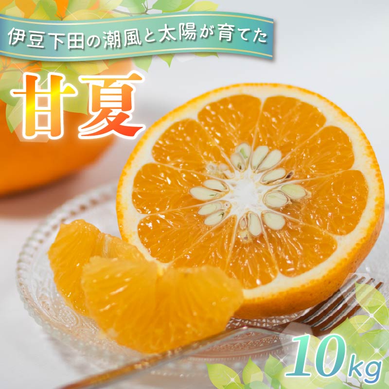 【ふるさと納税】 甘夏 10kg 先行予約 4月より順次発送 旬 柑橘 あまなつ みかん ミカン オレンジ orange フルーツ 果物 くだもの 甘夏みかん 国産 季節限定 産地直送 静岡県産 横山商店 静岡県 伊豆 下田 下田市
