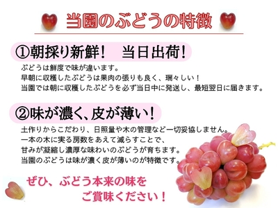 【2616-0290】[産地直送] 岡山県産ぶどう詰合せ 1.2kg (シャインマスカット＋旬ぶどう)