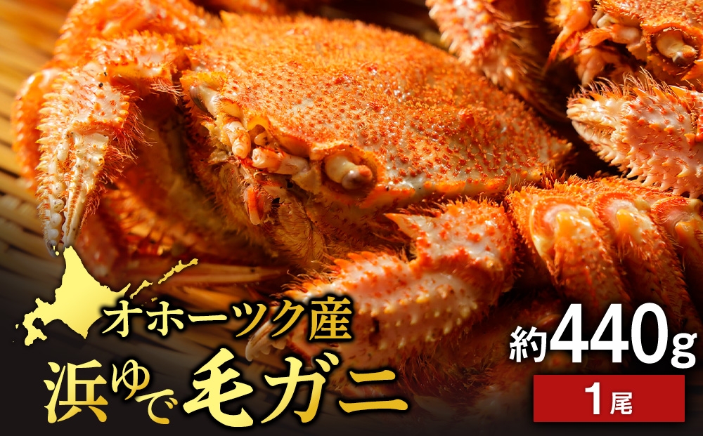 
                  浜頓別産 ボイル毛蟹　約440g　1尾
                