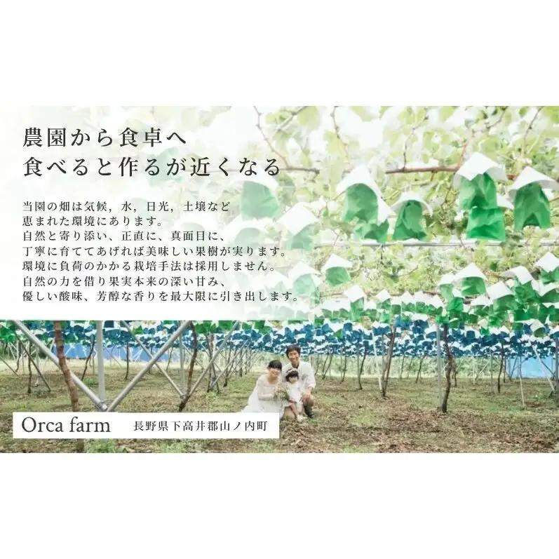 【2026年12月～発送】冷蔵貯蔵 シャインマスカット 4～6房 約3kg ぶどう ブドウ 葡萄 マスカット 果物 フルーツ 長野県 長野 山ノ内町
