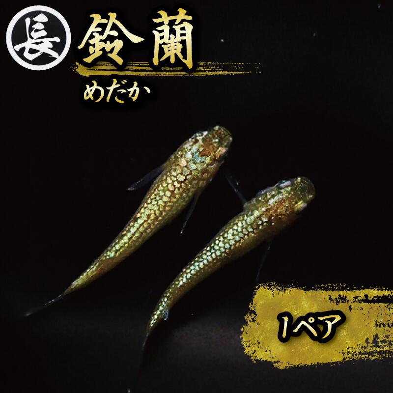 【ふるさと納税】 めだか 鈴蘭 スズラン 1ペア 魚介 魚類 魚 飼育 おすすめ 水槽 インテリア 生物 鑑賞 観賞魚 熱帯魚 アクアリウム ペット 淡水魚 メダカ 稚魚 ビオトープ 金魚 水草 エサ 餌 ヒレ長 日本 癒し 丸長 牧之原市 静岡県
