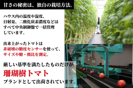 【先行予約】 定期便全3回 トマト 1kg×3ヶ月 3kg 冷蔵 国産 糖度10度以上 珊瑚樹トマト ※2025年3月下旬より発送 (大人気トマト 人気トマト 絶品トマト 至高トマト 国産トマト 定期