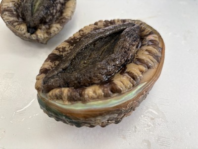 肉厚！ 広田湾産 養殖あわび 7個セット (殻長 8cm～9cm) アワビ