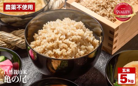 令和8年産 先行予約 自然栽培米 亀の尾 玄米 5kg くわのみ農園 | 長野県 飯田市 信州