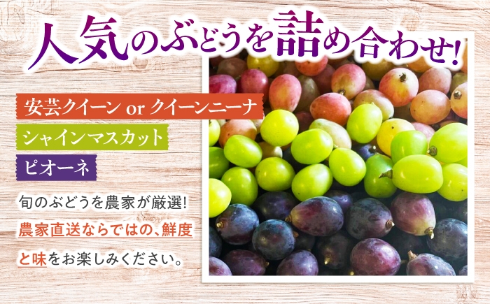 ぶどう ブドウ 葡萄 フルーツ 果物 デザート セット ミックス 3種 2kg 訳あり ピオーネ シャインマスカット 家庭用