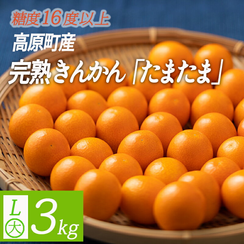 【ふるさと納税】期間限定《糖度16度以上》高原町産 完熟きんかん「たまたま」3kg 宮崎特産 令和8年産 丸かじりで美味しい金柑 大粒 ジューシー みずみずしい 九州産 宮崎県高原町 産地直送 ギフト 贈答 柑橘 みかん 送料無料 宮崎ブランド 故郷納税 17000円