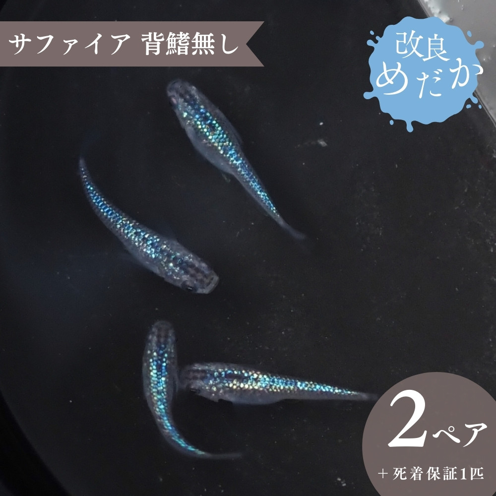 
                  【サファイア背鰭無し】美しき 改良めだか（２ペア+死着保証１匹）メダカ めだか めだか屋らん 
                