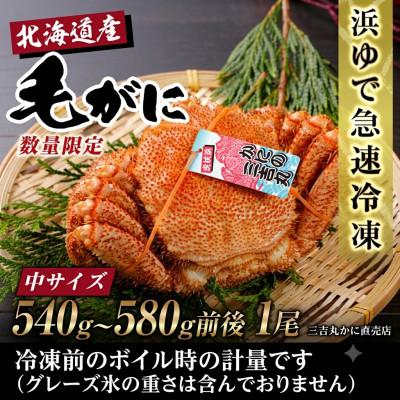 ふるさと納税 白老町 【浜ゆで自社タグ付】北海道産ボイル毛ガニ540g〜580g前後×1尾
