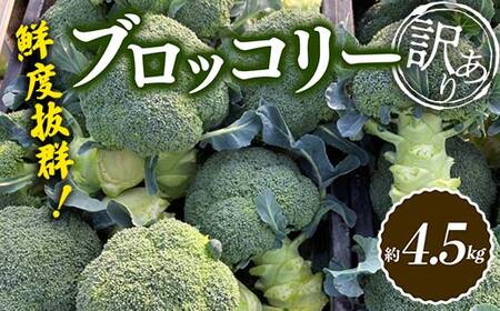 鮮度抜群！訳ありブロッコリー  (約4.5kg) 訳あり 野菜 ブロッコリー 朝採り 朝採れ 朝どれ 家庭用 サラダ 食品 名産 四国 F5J-923