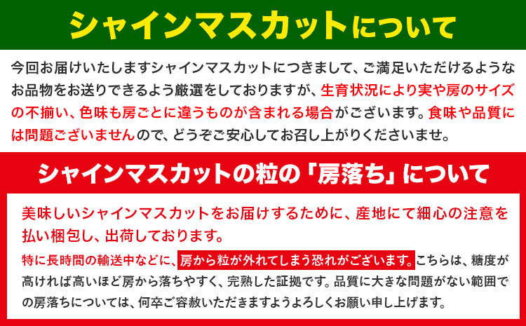 【先行予約】厳選 訳あり シャインマスカット 約 1.3kg 2房《2025年9月中旬-11月上旬頃出荷》岡山県 浅口市 シャインマスカット ぶどう フルーツ 果物 贈り物 ギフト 国産 岡山県産 送