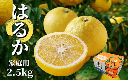 【はるか】家庭用 約2.5kg ＜2026年2月～3月中旬頃発送＞ 愛媛 みかん 先行予約 蜜柑 柑橘 果物 くだもの フルーツ お取り寄せ グルメ 期間限定 数量限定 人気 おすすめ 愛媛県 松山市【PT0271_x】