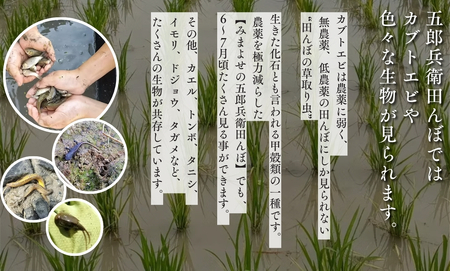 【令和7年産・白米10kg】「五郎兵衛さんのお米」 コシヒカリ | 長野県 信州こしひかり コシヒカリ