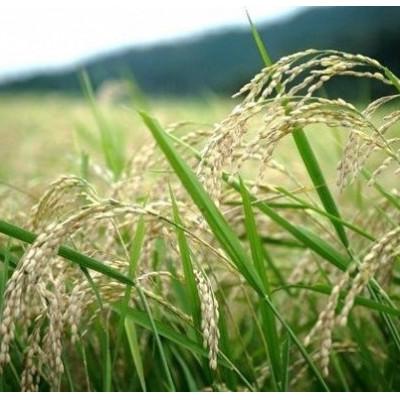ふるさと納税 与謝野町 令和7年産米　京都丹後産コシヒカリ　玄米30kg　栽培期間中、農薬を減らして育てたお米 |  | 01