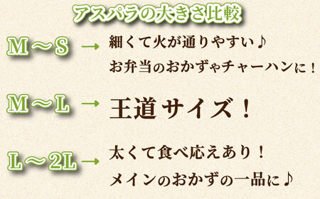 【 期間限定 】 アスパラガス 500g 極細 サイズ 朝採れ 大容量 アスパラ 夏芽 M ~ S 有機栽培 サイズ混合 訳あり セット  ( 新鮮アスパラ 野菜アスパラ アスパラ アスパラ アスパラ