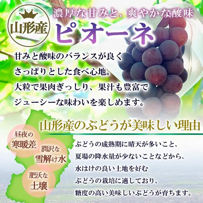 山形市産 ぶどう(ピオーネ) 秀 2kg(3?7房)[後半] 【令和8年産先行予約】FU22-038 くだもの 果物 フルーツ 山形 山形県 山形市 2026年産