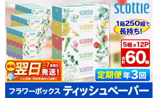 《4ヶ月ごとに3回お届け》定期便 ティッシュペーパー スコッティ フラワーボックス250組 60箱(5箱×12パック) ティッシュ 最短翌日発送【レビューキャンペーン中】