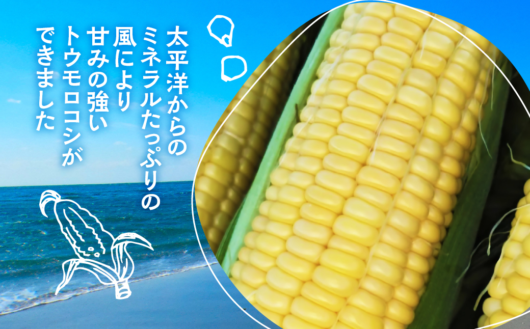 ≪先行予約≫ 令和8年産（2026年収穫）黄色とうもろこし 14本 直売所で大人気！ 愛知県 豊橋市 夏野菜 野菜 ミネラルたっぷり 海風そだち 潮風 BBQ 家族で 大容量 豊橋 ともちゃんのやさい