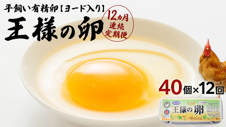 【12ヵ月 連続 定期便】王様の卵 ヨード入 40個 計480個 平飼い 地鶏 有精卵 濃厚 卵 こだわり卵 たまご  頒布会 定期