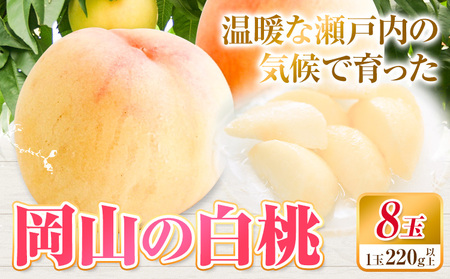 【先行予約】白桃 岡山 8玉 有限会社ホーティカルチャー神島《7月中旬-8月中旬頃出荷》岡山県 浅口市 桃 もも フルーツ 旬 果物 国産 岡山県産 送料無料 冷蔵【配送不可地域あり】