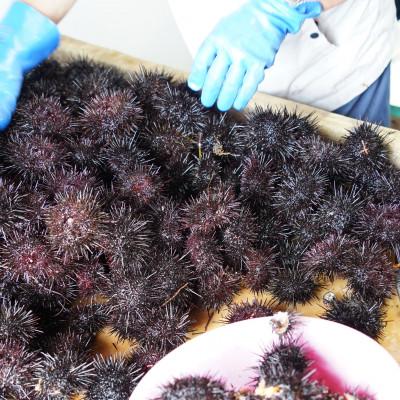 ふるさと納税 せたな町 【2026年7月から順次発送】北海道せたな町産 塩水うに(キタムラサキウニ) 200g |  | 01