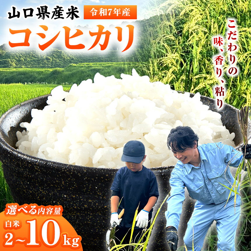 【 ふるさと納税 】令和7年産 山口県産米 コシヒカリ（ 2kg ～ 10kg ）｜ 令和7年産 コシヒカリ 山口県産米 こめ お米 コメ 白米 山口県 平生町 2kg 5kg 10kg
