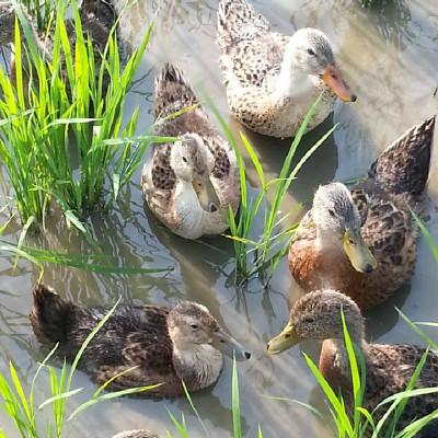 ふるさと納税 上越市 令和7年・新潟県産|JAS有機栽培アイガモ農法コシヒカリ100% 玄米5kg |  | 01