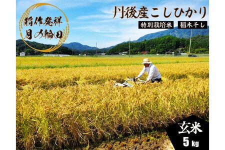 2025年産 京丹後産稲作発祥の地コシヒカリ特別栽培米 月の輪田米 玄米5kg（天日干し）