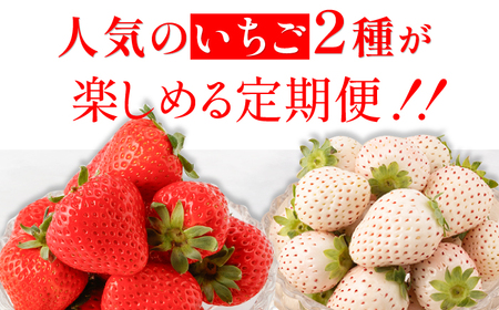【10月1日金額改定予定！】【先行予約】【全4回定期便】紅白いちご（恋みのり・パールホワイト）/ いちご イチゴ 苺 果物 フルーツ 定期便 / 佐賀県ふるさと納税 [41AAZZ002]