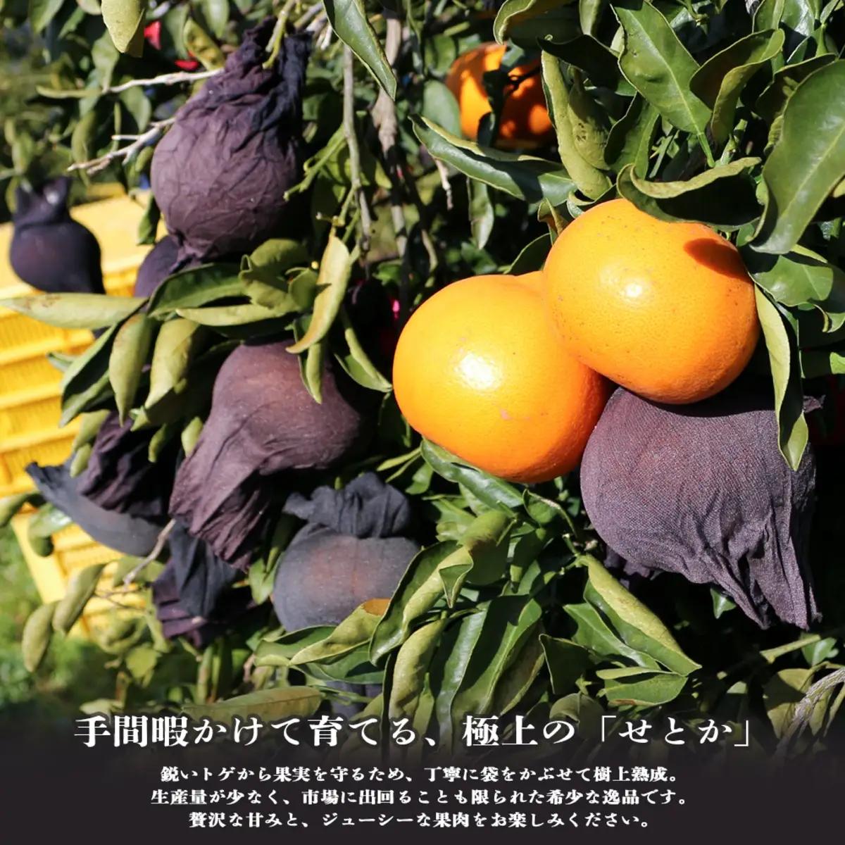 【先行受付】愛媛の柑橘の代名詞！「せとか」大玉約2.8kg入【28-48】YWTN038