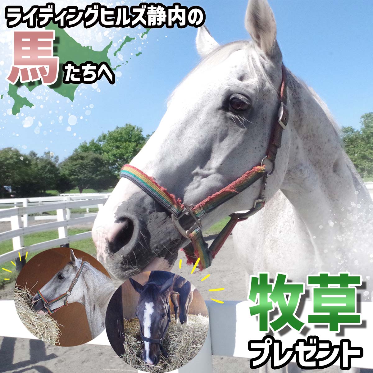 【ふるさと納税】 競走馬のふるさと 北海道 新ひだか町 ライディングヒルズ静内 馬 への 牧草ロール プレゼント 競走馬 うま サラブレッド ポニー 引退馬 牧草 馬産地 北海道 新ひだか町 静内 乗馬 体験 施設
