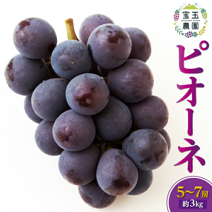 【ふるさと納税】【先行予約】宝玉農園 ピオーネ 5房から7房 (約3kg) 2025年8月下旬から9月上旬 出荷予定