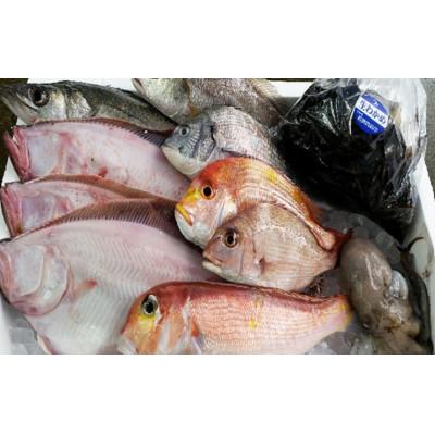 ふるさと納税 若狭町 【若狭湾産】若狭の恵み 鮮魚ボックス(種類はお任せ) |  | 01