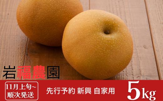 先行予約 和梨 新興梨 自家用 5kg [11月上旬～順次発送予定] 新潟県産 訳アリ 梨 [岩福農園] 【010P065】