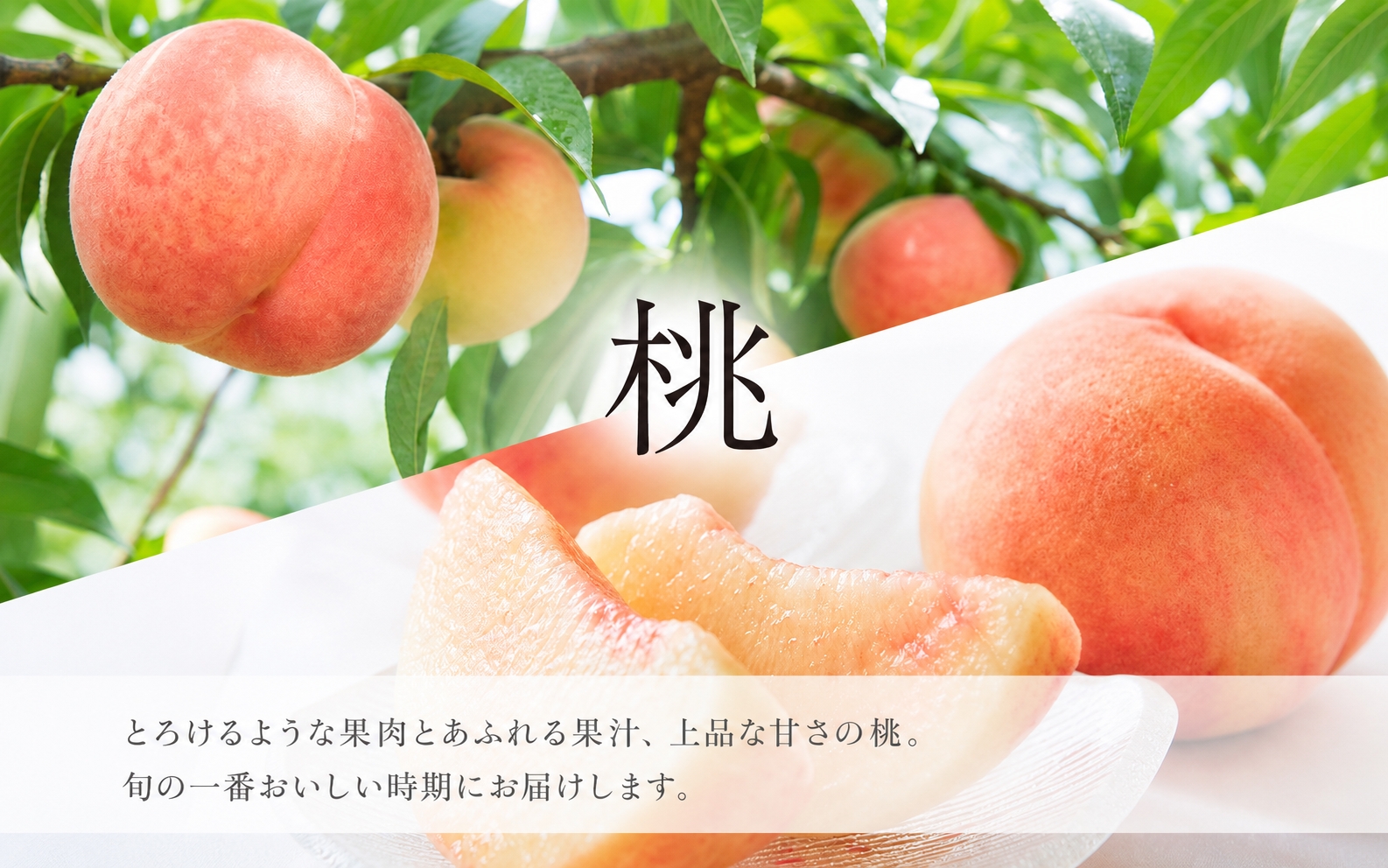 【全2回】かつらぎ町のフルーツ定期便（桃・梨）【7月・8月】 【tkb425】