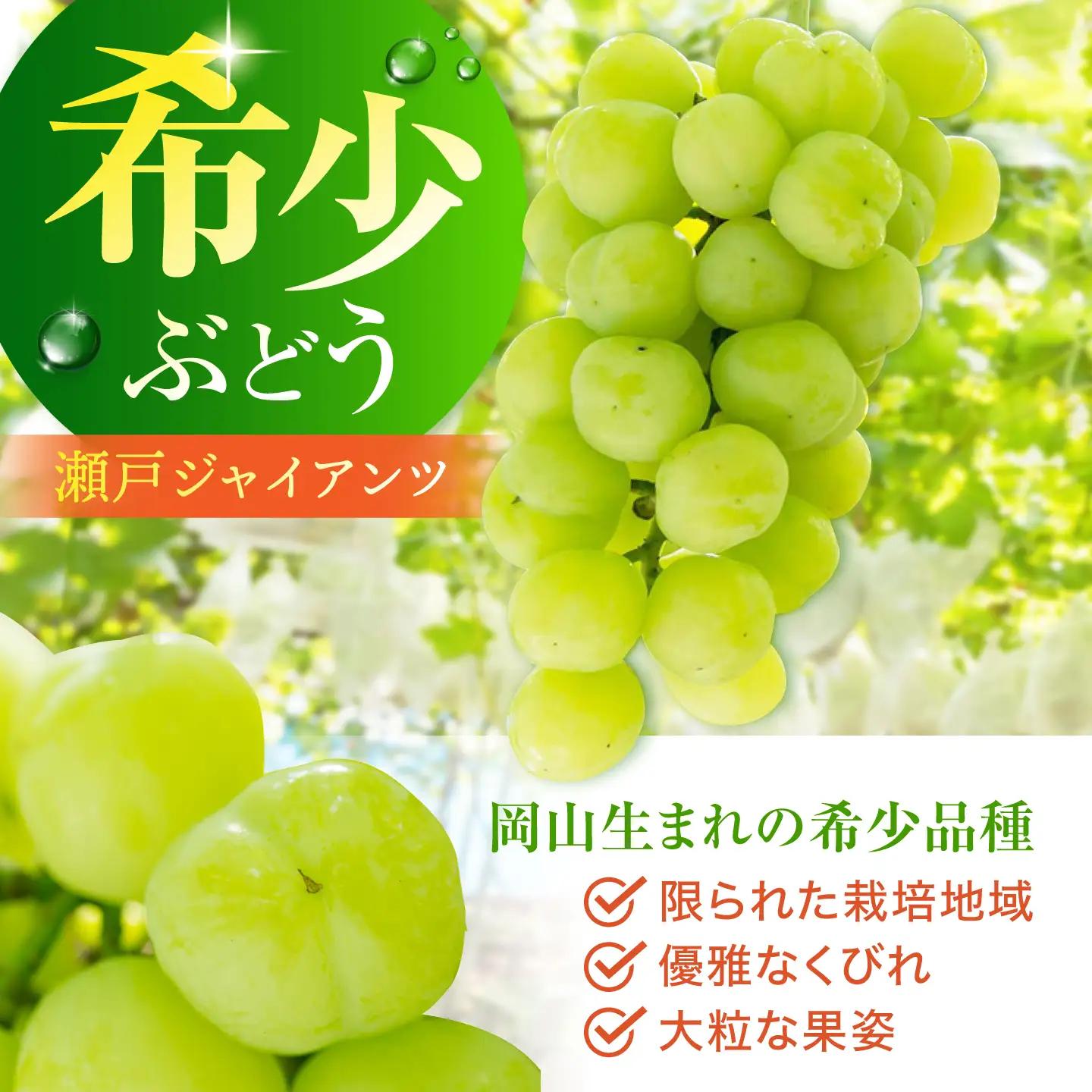【先行予約】 瀬戸ジャイアンツ 900g以上 【小林農園】 / ブドウ ぶどう 果物 種なし[HAX003]