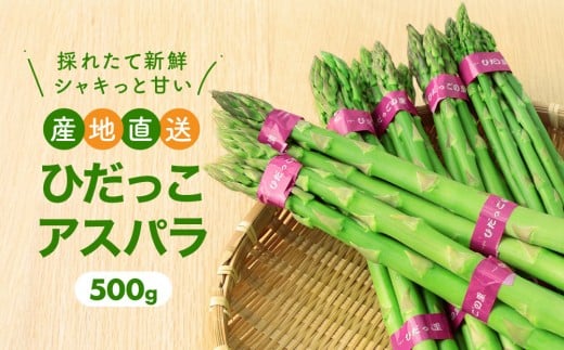 【2026年発送・先行受付】ひだっこアスパラ 500g | アスパラ アスパラガス 飛騨産 野菜 春  夏野菜  産地直送 新鮮 食品 おいしい 人気 5000円 アスパラ あすぱら アスパラガス 産直 あすぱらがす アスパラ アスパラガス 採れたて 飛騨高山 ひだっこの里 CM007